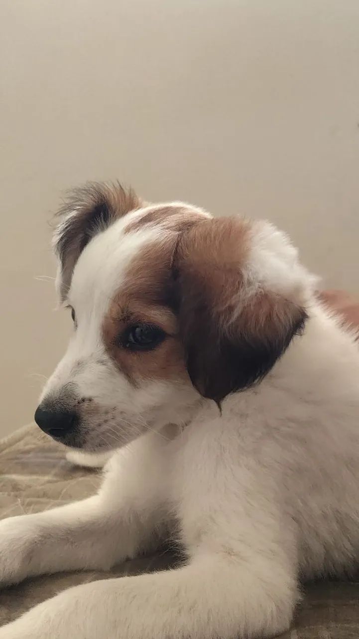 Estou doando um cachorro de 3 meses