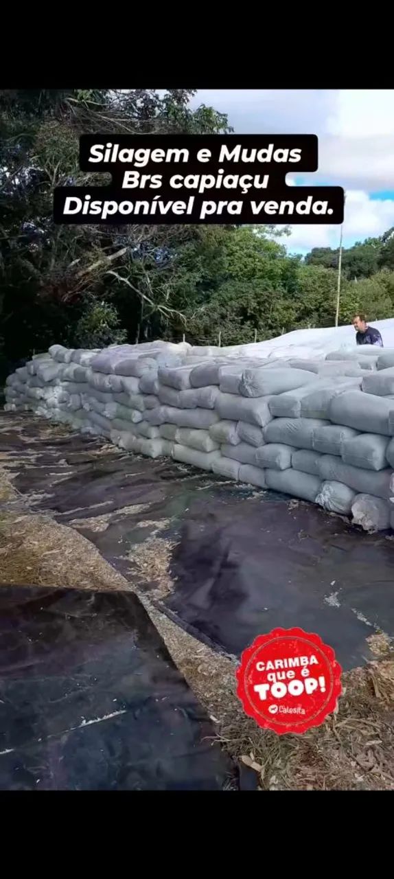 SILO E MUDAS BRS CAPIAÇU COM ENTREGA EM ARACAJU GRATIS 