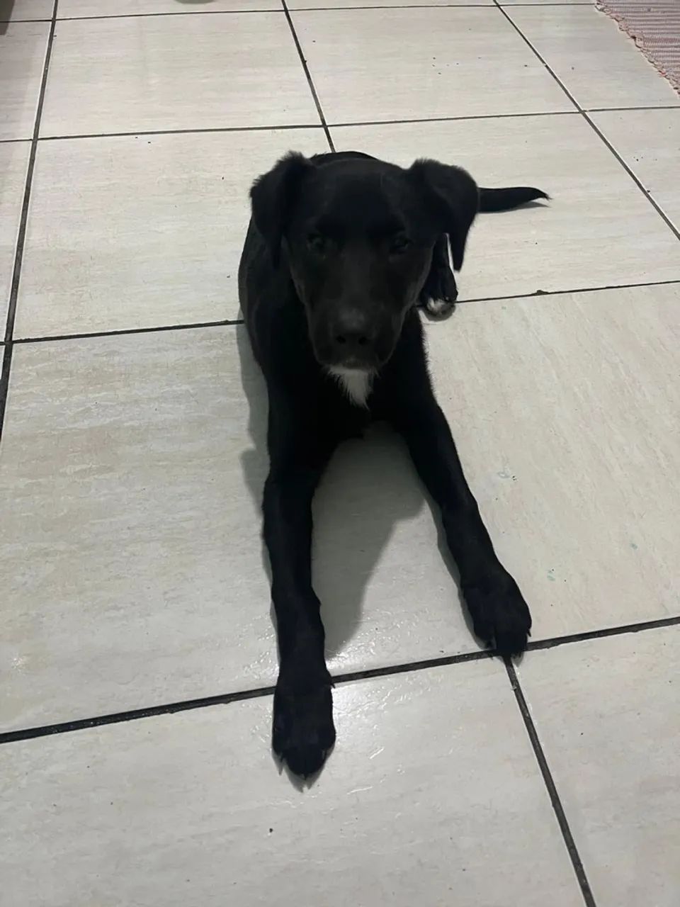 Animais - Foto 4