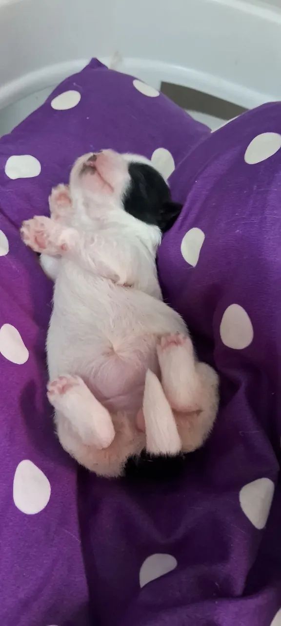 Cachorrinhos  - Foto 3