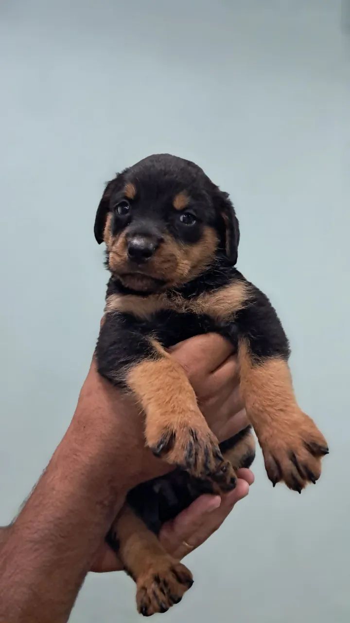 ROTTWEILER MACHO E FÊMEA 