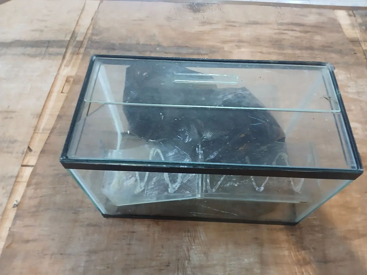 Itens de animais  - Foto 2