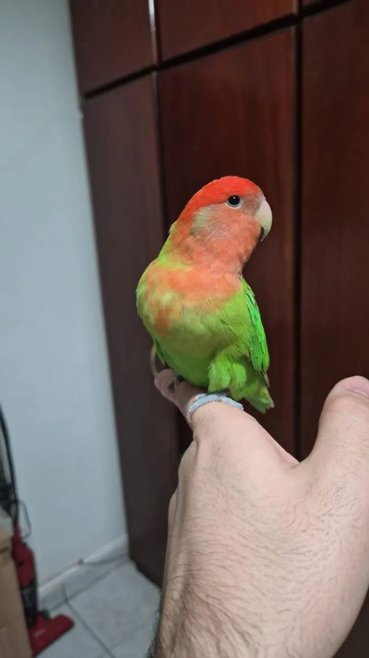 Adoção Responsável - Foto 2