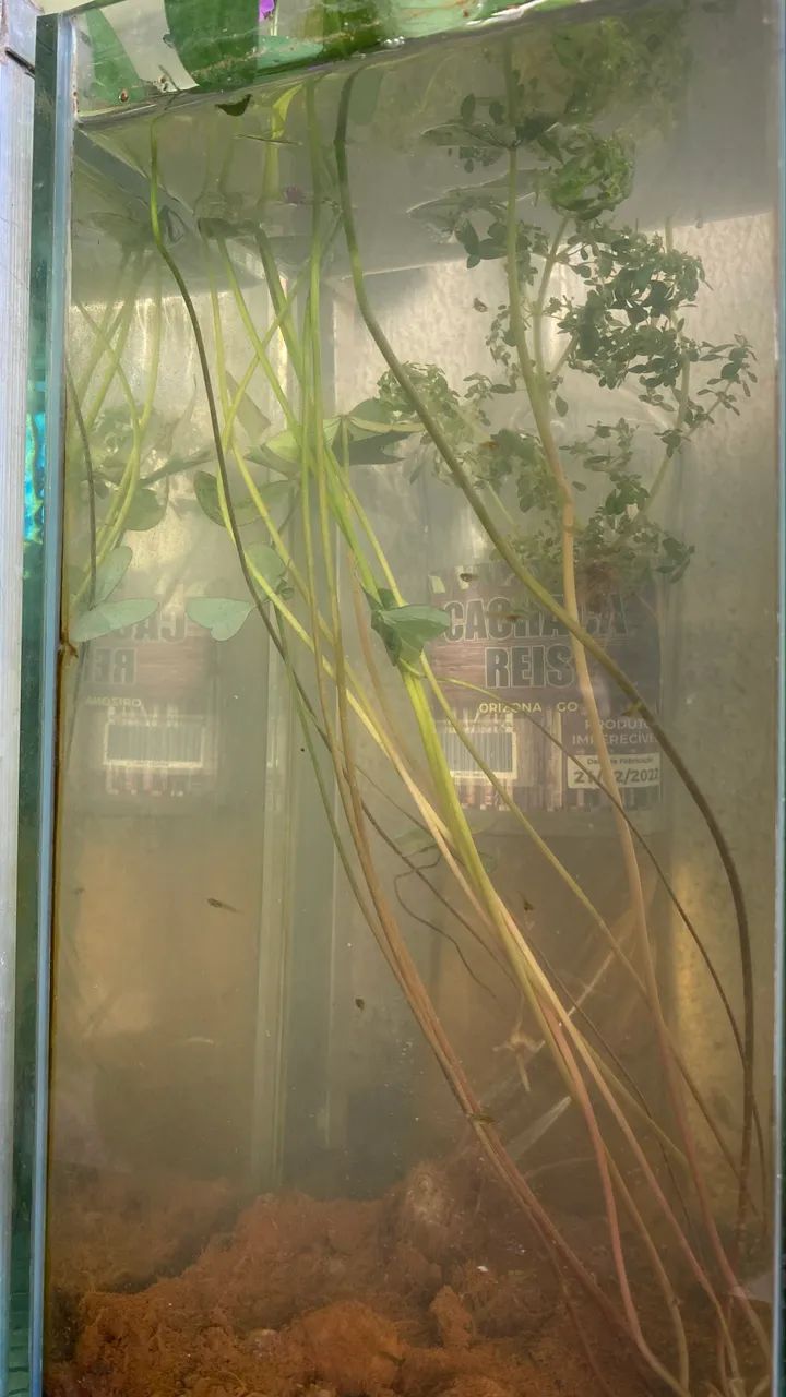 Guppies adultos e filhotes à venda