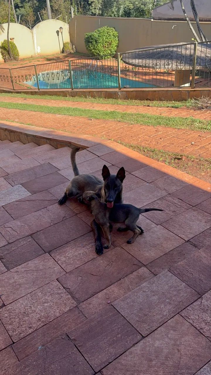 Filhotes disponíveis de Pastor Belga Malinois  - Foto 2