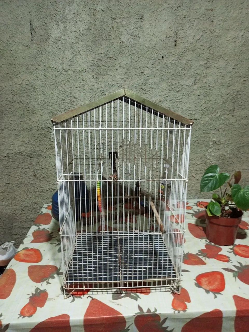 Gaiola 