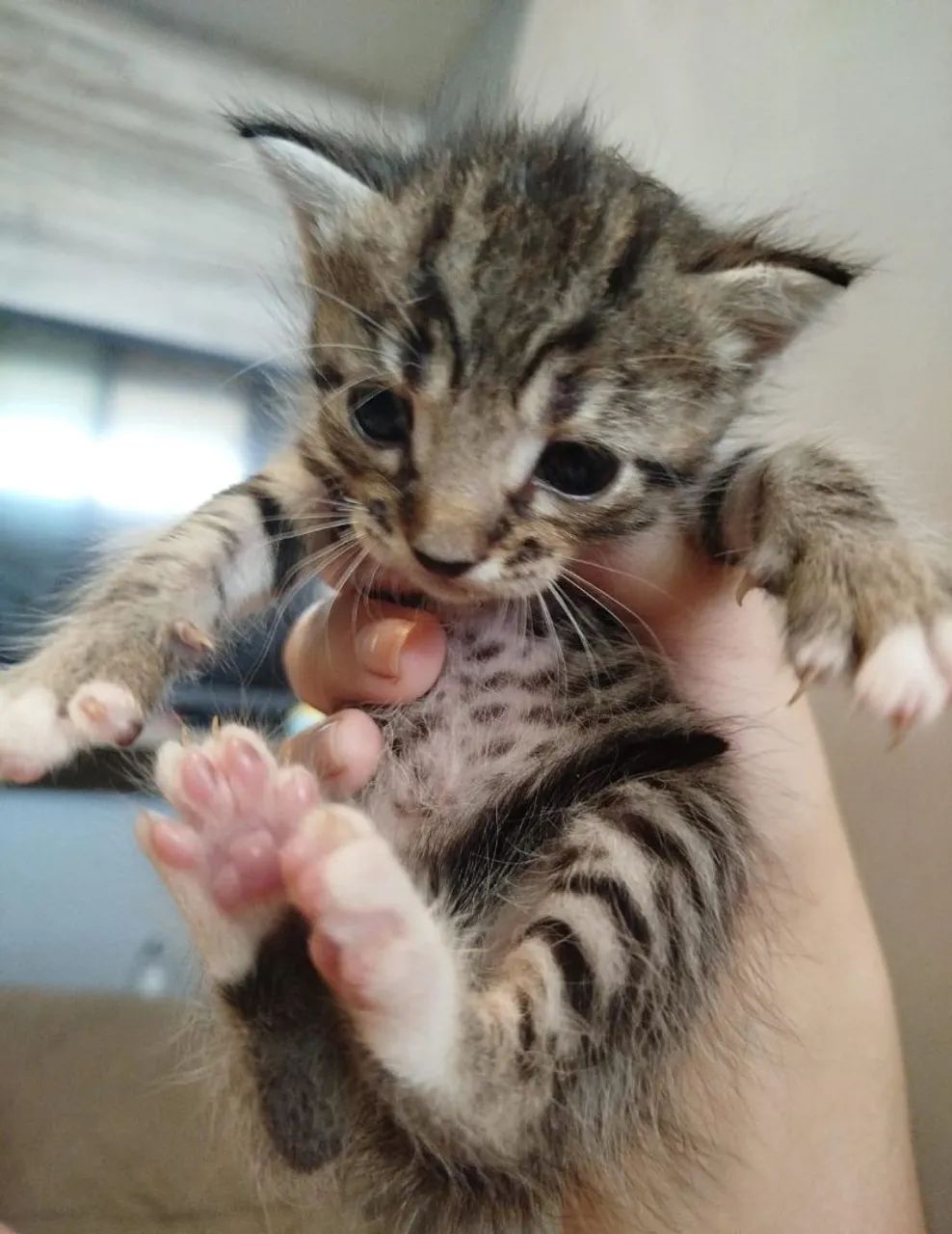 Gato filhote doação 