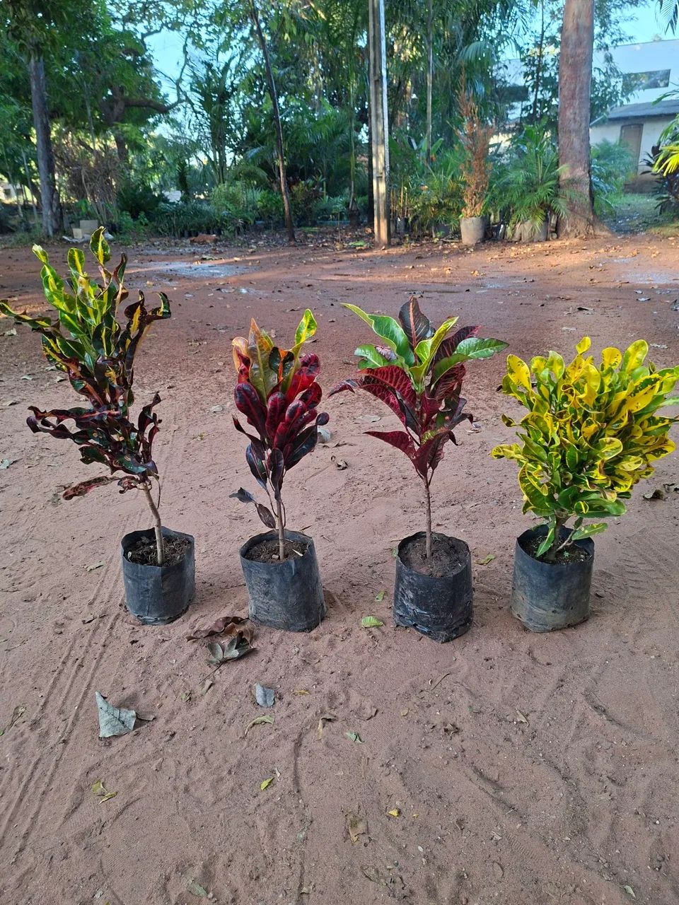 Croton espécies variadas
