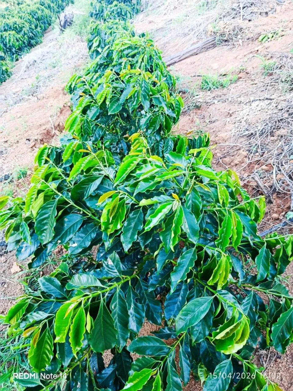 6 litros de terra e 3 mil pés de café!