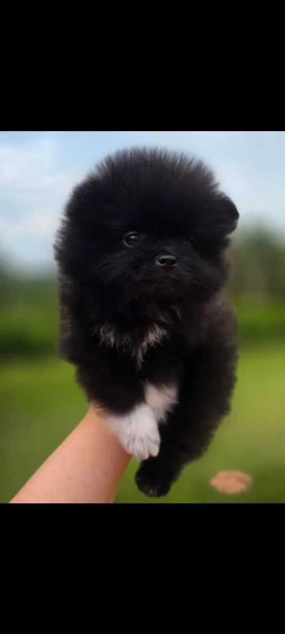 Filhotes de lulu da pomerania anão disponível  - Foto 2