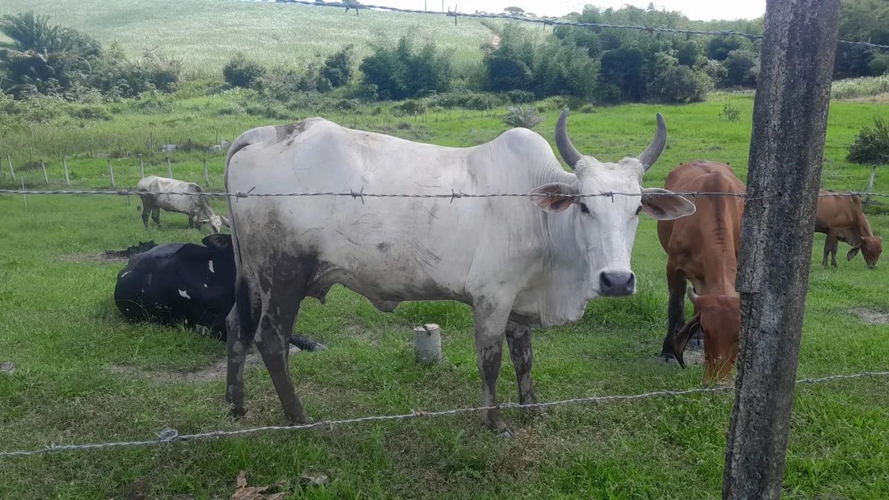10 novinhas 1 bezerro  - Foto 2