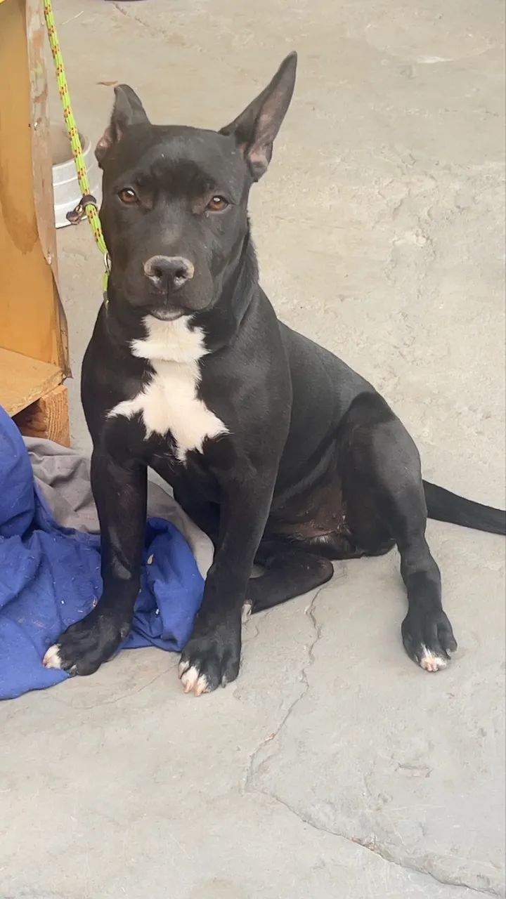 Pitbull  - Foto 3