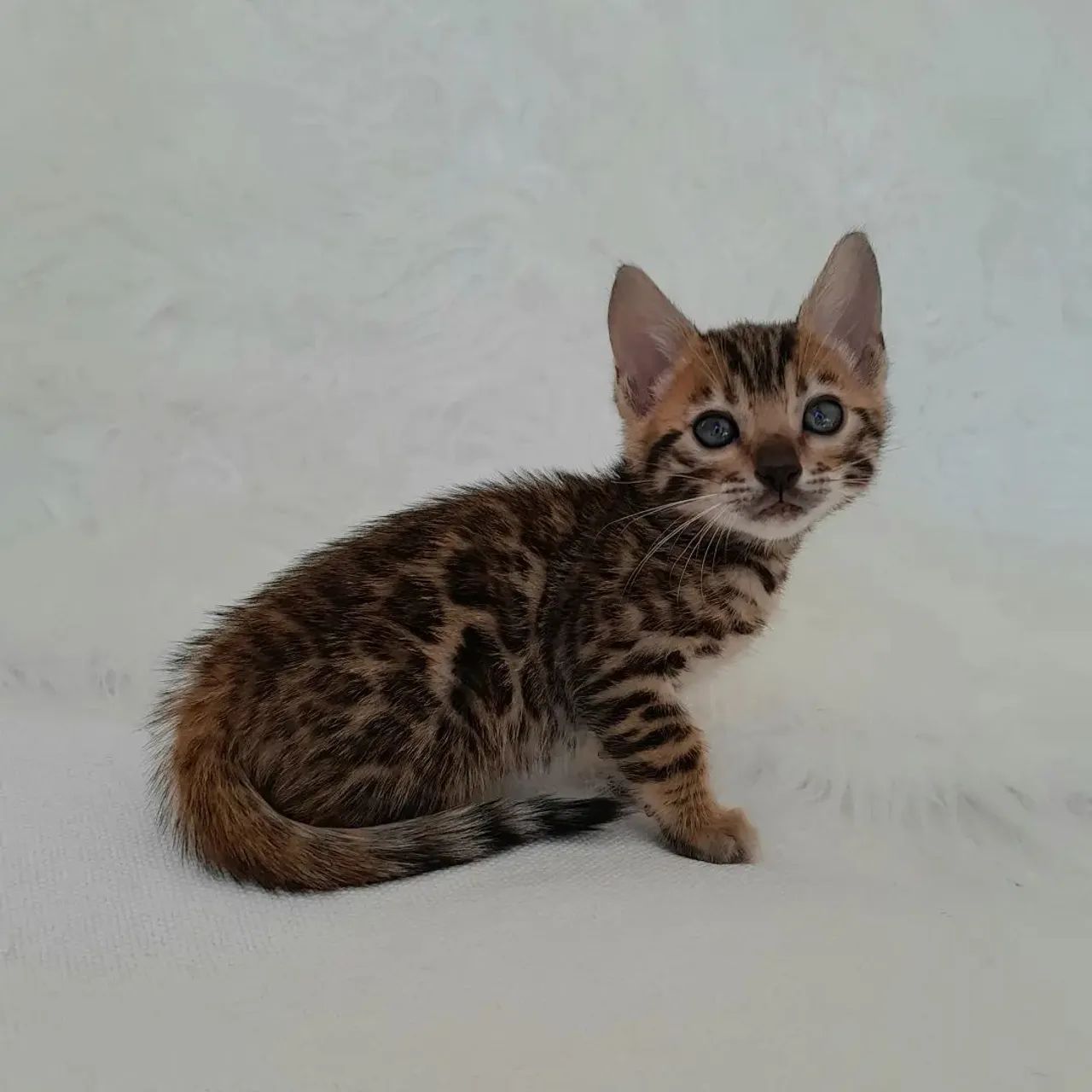 BENGAL CAT FILHOTES - Foto 3