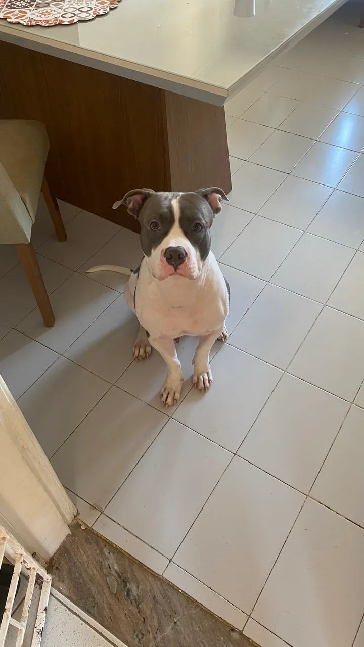 Pitbull para cobertura!! - Foto 2