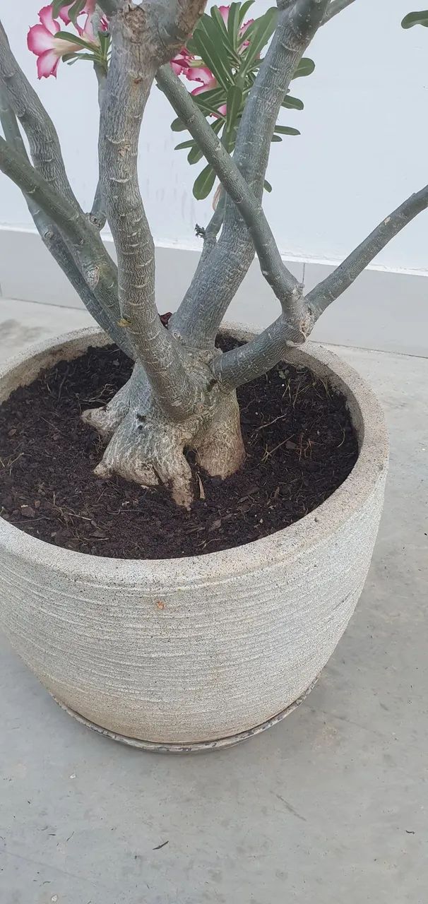 Rosa do deserto - Foto 2