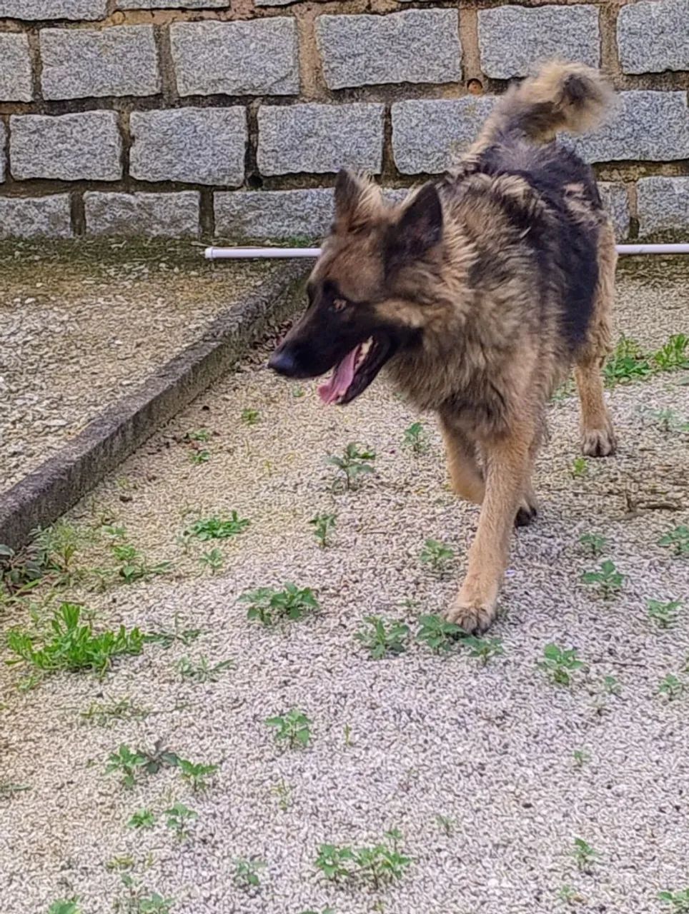 Doa-se cão  - Foto 2