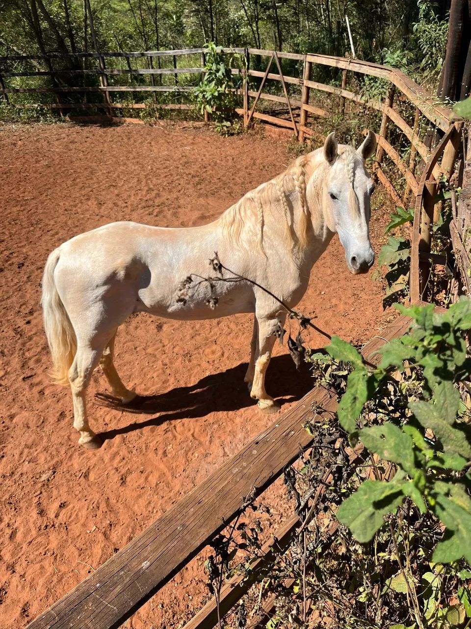 cavalo garanhão 