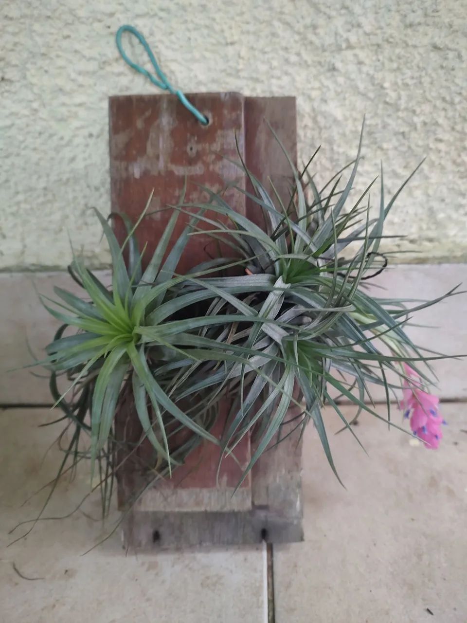Muda bromélia aérea - Foto 2
