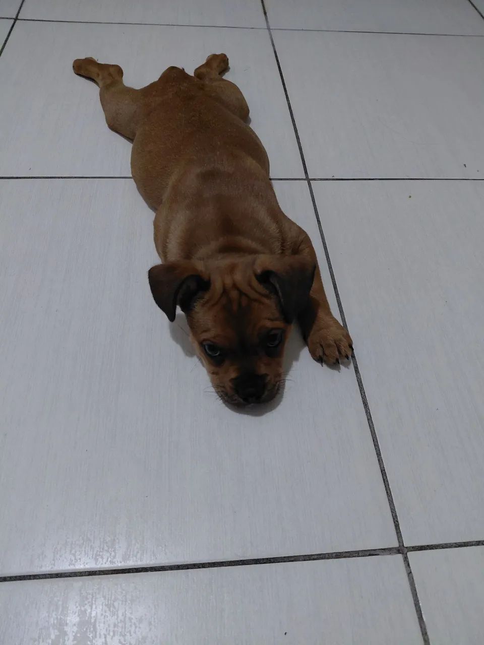 Doa se doguinha  - Foto 2