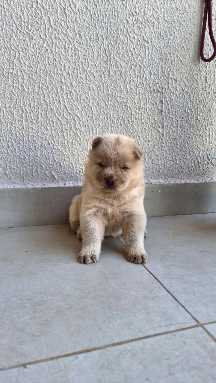 Animais de estimação  - Foto 3
