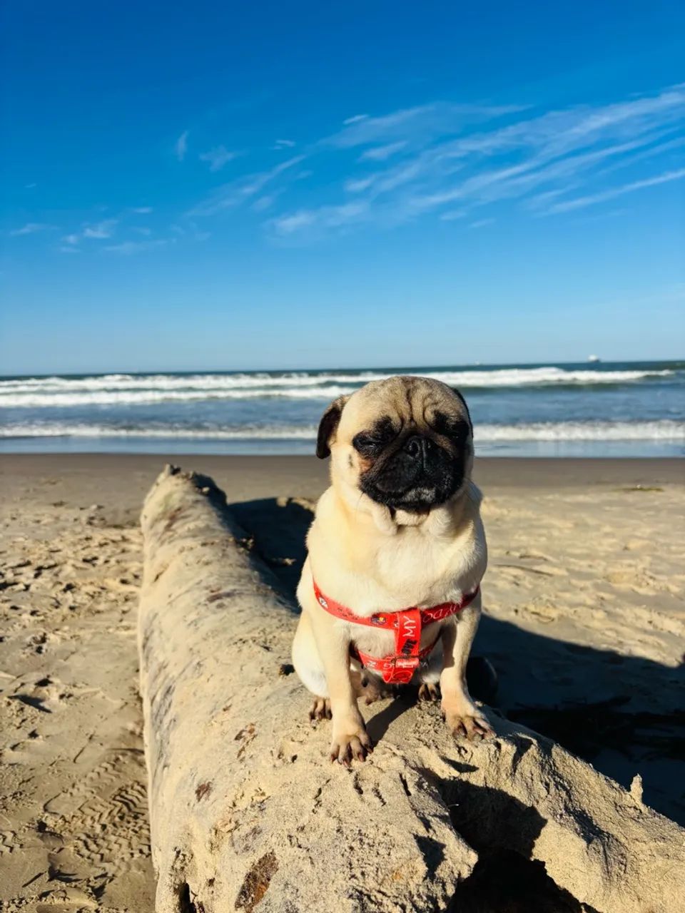 Procuro Pug macho - Foto 2