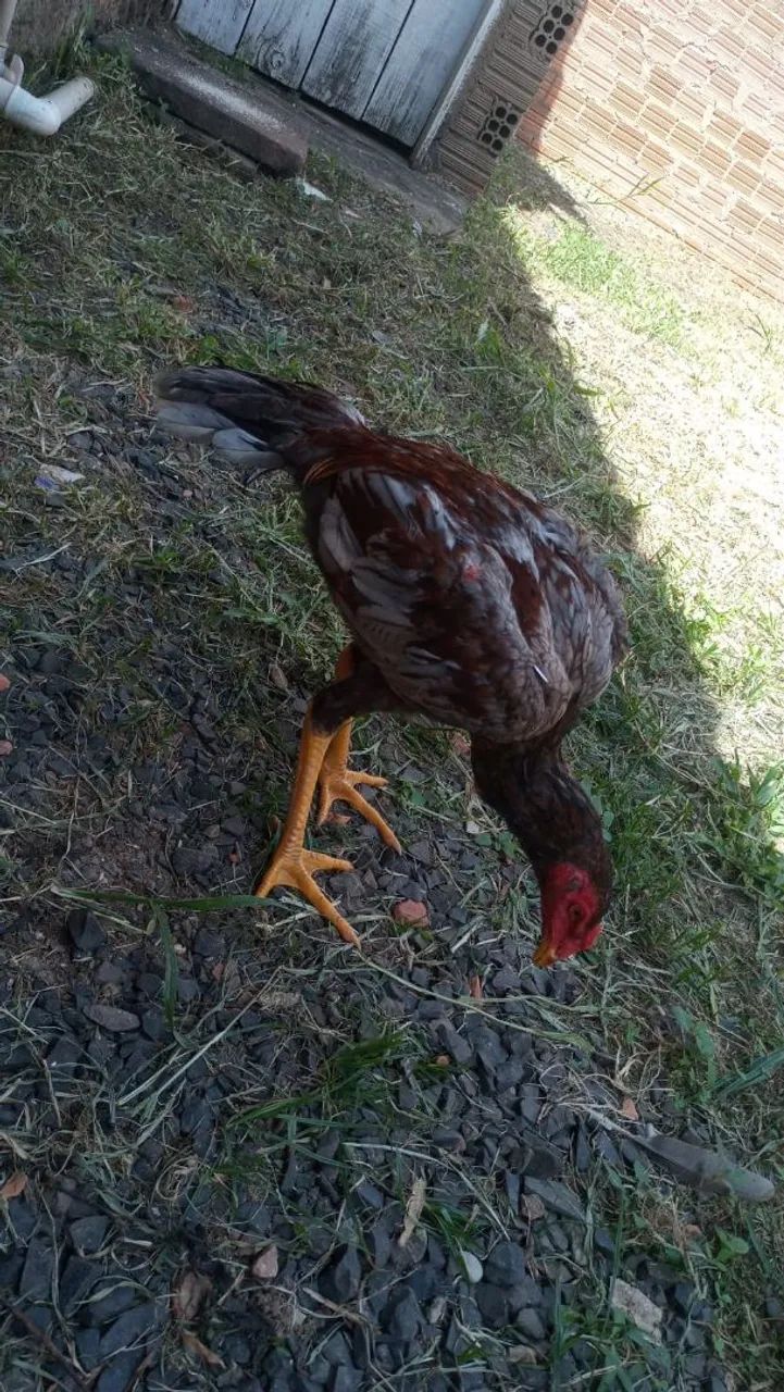 Vende-se frango rinheiro
