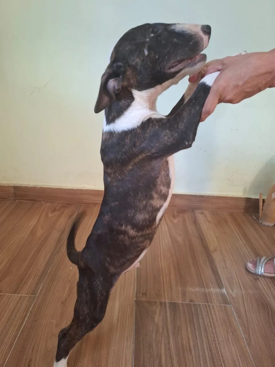 Bull Terrier filhotes disponíveis  - Foto 4