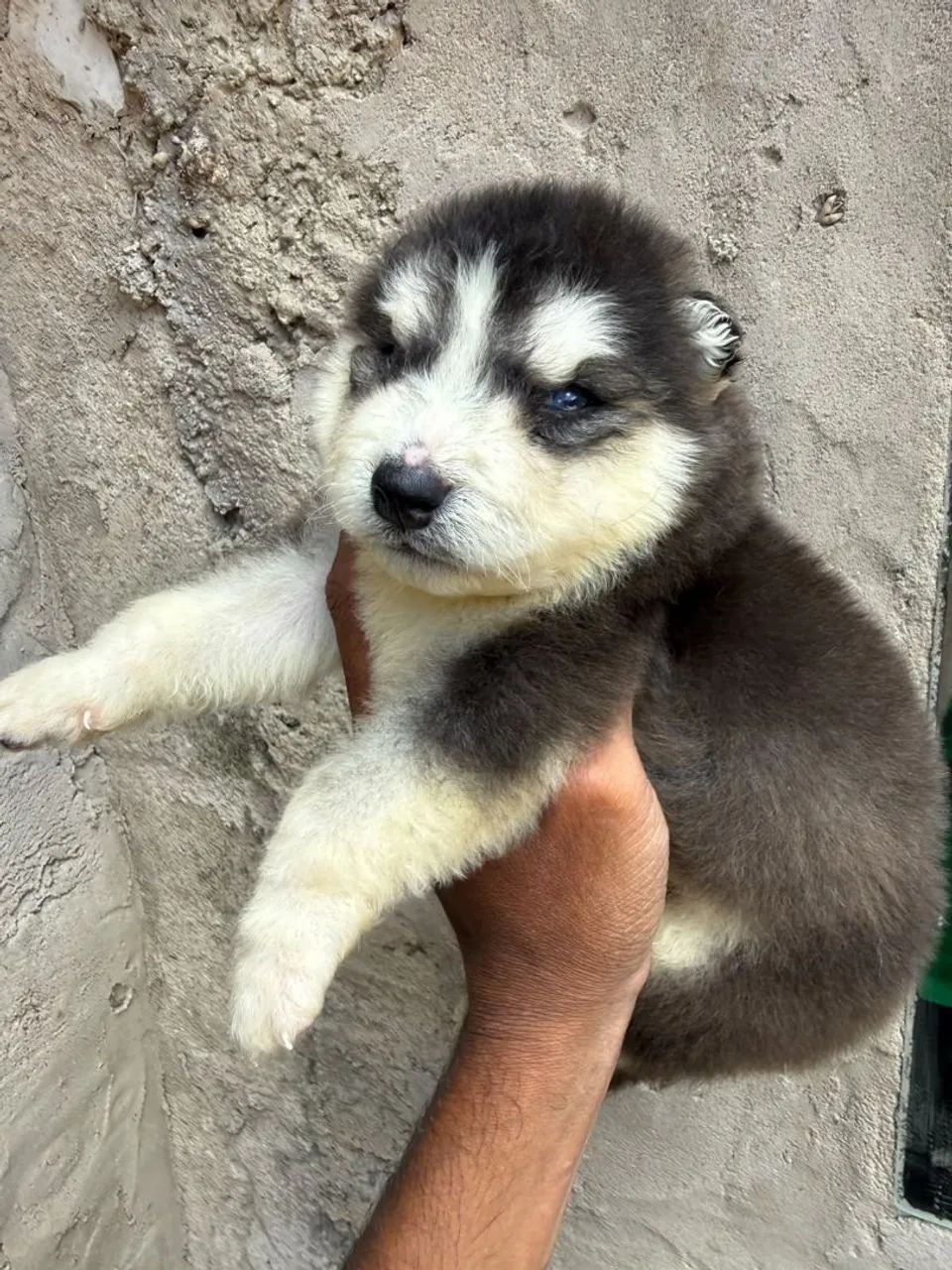 Husky siberiano filhotes  - Foto 2