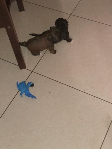 Vendo machinho de shitzu 3 machos parcelo no cartão 400