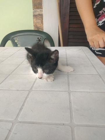 Gatinha e gatinho para doação - Foto 6