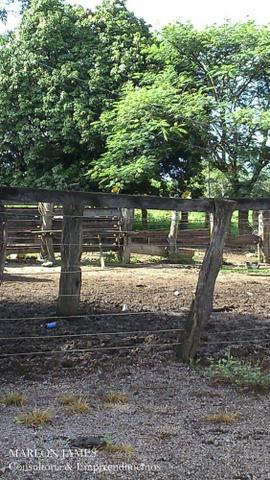 Fazenda Para Gado Ipameri-Go! - Foto 15