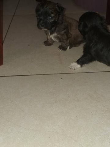Vendo machinho de shitzu 3 machos parcelo no cartão 400 - Foto 4
