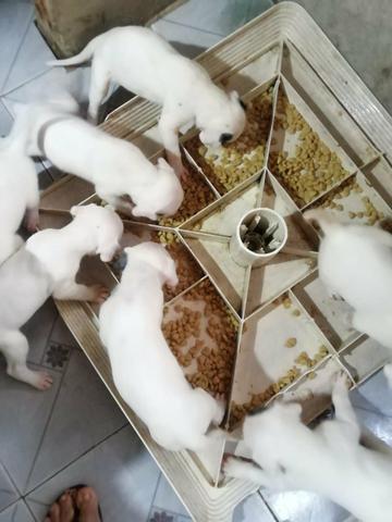 Vendo - Foto 2