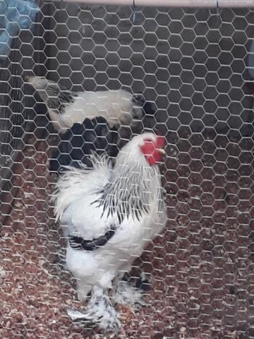 Pintos de Brahma ligt o melhor padrão de Pernambuco