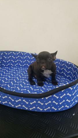 Bulldog Frances - Macho e Femeas - registrados - Foto 4