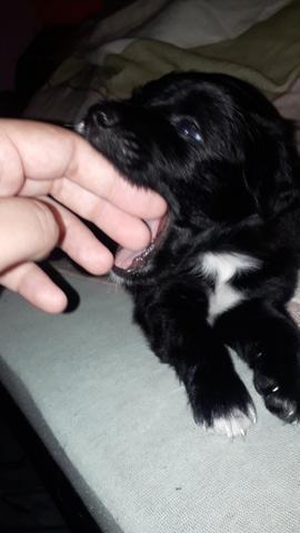 Cachorro poodle com maltês macho - Foto 3
