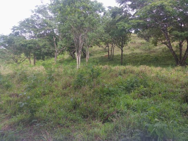 Vende-se uma chácara na região do PADF 18 HECTARES - Foto 3