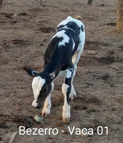2 vacas paridas - Foto 3
