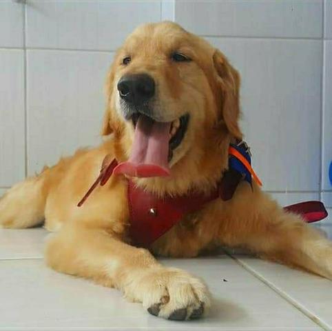 Filhotes de Golden Retriever com a primeira vacina importada e vermifugados - Foto 3
