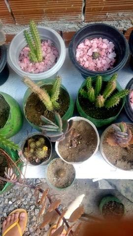 40 cactos e suculentas por $100 - Foto 2