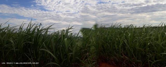 Fazenda para venda em estrela do norte, zona rural, 3 dormitórios, 1 suíte, 1 banheiro - Foto 16