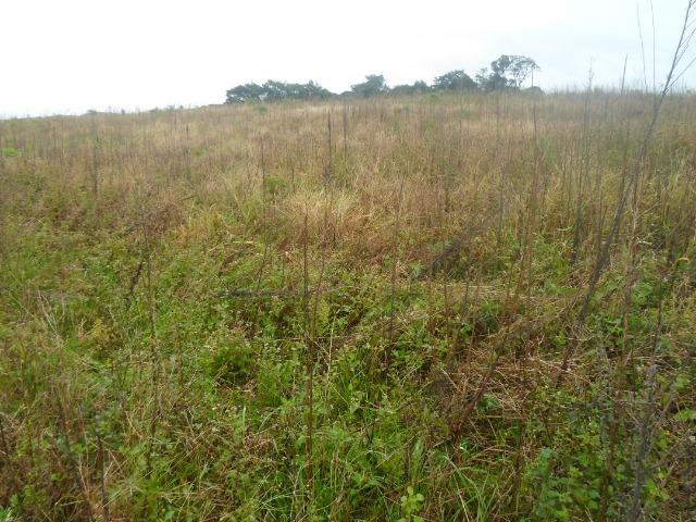 3 terrenos com 5.000 m² - Foto 2
