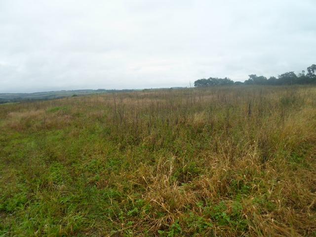 3 terrenos com 5.000 m² - Foto 6