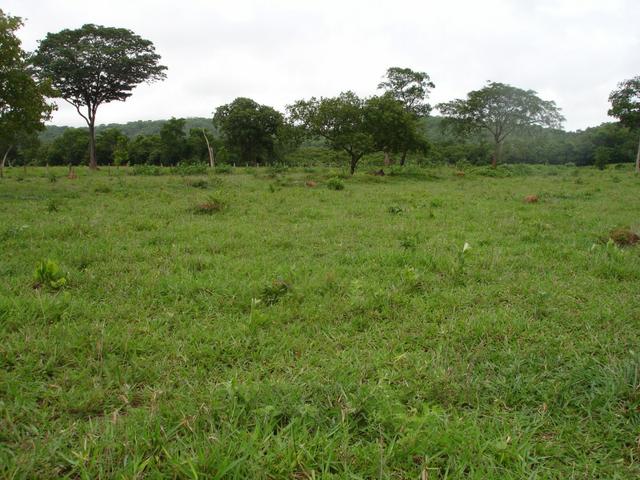 Fazenda em Poconé Cangas próximo á usina com 151 hectares - Foto 3