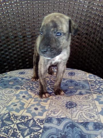 Cachorros - Foto 3
