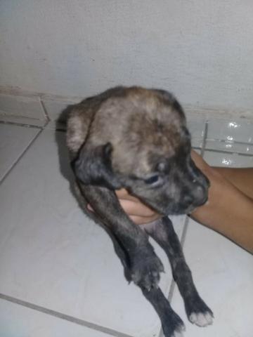 Cachorros - Foto 6