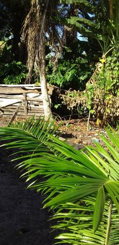 V/t terreno na Bahia - Foto 12