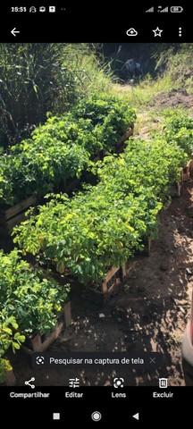 Cerca viva sansao do campo - Foto 3