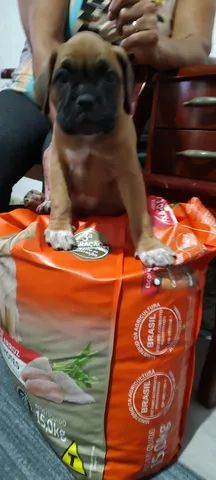 Lindos Filhotes de Boxer, Black Friday !!! - Foto 2