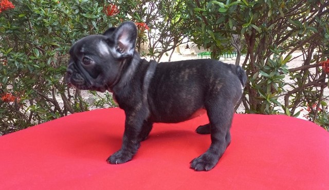 Bulldog Francês - Fêmea. Com pedigree em mãos, vacinada. Em até 18 x no cartão.